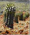 Weight loss. Hoodia - planta natural que ayuda a la grasa de la lucha.