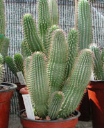 Hoodia. Hoodia - planta incredible para a perda do peso.